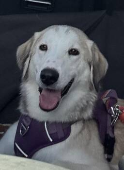 Husky Dogs Available for Adoption in Greenbelt, Maryland - Aurea | PetCurious
