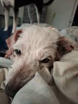 Rescue Miniature Poodle Dogs for Adoption in Oregon, Illinois - Toasty | PetCurious