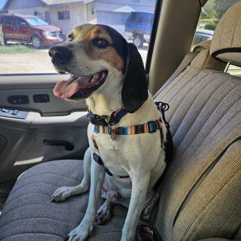 Rescue Bluetick Coonhound and Treeing Walker Coonhound Dogs for Adoption in Sierra Vista, Arizona - Duke | PetCurious