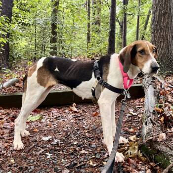 Hound and Mixed Breed Dogs Available for Adoption in Falls Church, Virginia - Ann | PetCurious