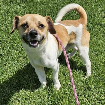 PINTO BEAN -  Chihuahua and Mixed Breed Dog for Adoption in Camarillo, California - PINTO BEAN | PetCurious