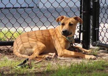 RELISH -  Labrador Retriever and Mixed Breed Dog for Adoption in Ocala, Florida - RELISH | PetCurious