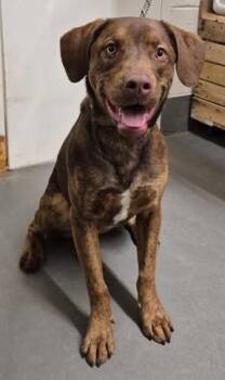 Chocolate Labrador Retriever Dogs Available for Adoption in Butte, Montana - Coco | PetCurious