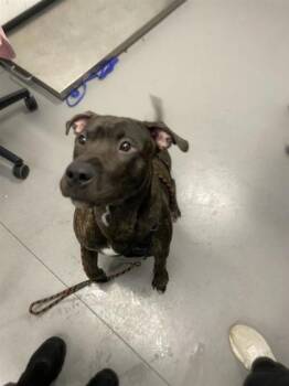 Rescue Mixed Breed Dogs for Adoption in West Chester, Pennsylvania - Wiggles | PetCurious