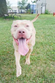 American Staffordshire Terrier Dogs Available for Adoption in Des Moines, Iowa - Thad | PetCurious
