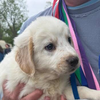 Australian Shepherd Dogs Available for Adoption in Rockville, Maryland - Glide | PetCurious