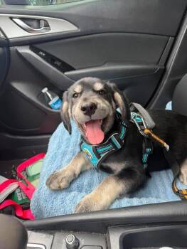 Labrador Retriever and Shepherd Dogs Available for Adoption in Clearwater, Florida - Gonzo | PetCurious