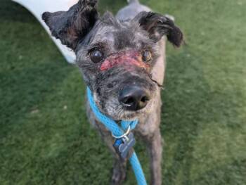 Mixed Breed Dogs Available for Adoption - MITO | PetCurious