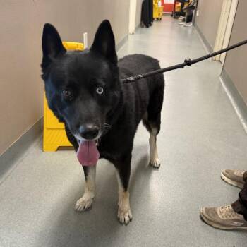 WAGS-Stray-23302 -  Husky Dog for Adoption in Westminster, California - WAGS-Stray-23302 | PetCurious