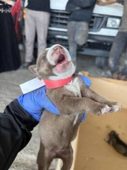 A660818 -  Labrador Retriever and Siberian Husky Dog for Adoption in Houston, Texas - A660818 | PetCurious