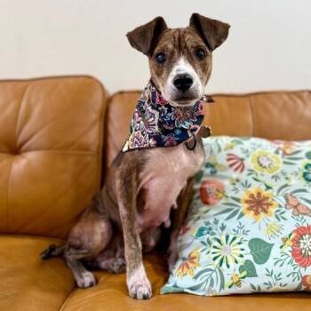 Rosey Little Bloom Marie -  Labrador Retriever and Mixed Breed Dog for Adoption in Friendswood, Texas - Rosey Little Bloom Marie | PetCurious