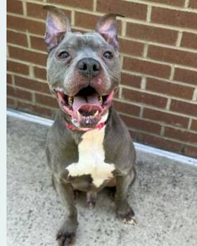 Pit Bull Terrier Dogs Available for Adoption in Lake Wylie, South Carolina - Juice | PetCurious