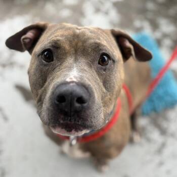 Terrier Dogs Available for Adoption in North Syracuse, New York - Vi | PetCurious