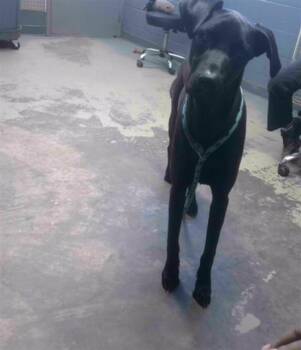 Labrador Retriever and Great Dane Dogs Available for Adoption - GHANDI | PetCurious