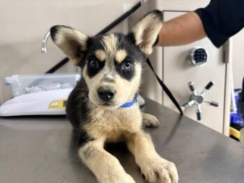 Siberian Husky and Mixed Breed Dogs Available for Adoption in Visalia, California - A253100 | PetCurious