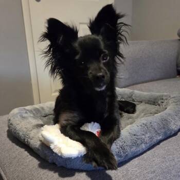 Chihuahua and Papillon Dogs Available for Adoption - Willow | PetCurious