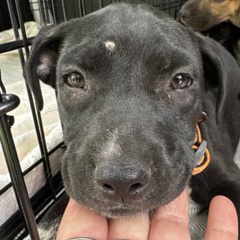 Red Bull -  Mixed Breed Dog for Adoption in Milton, Florida - Red Bull | PetCurious