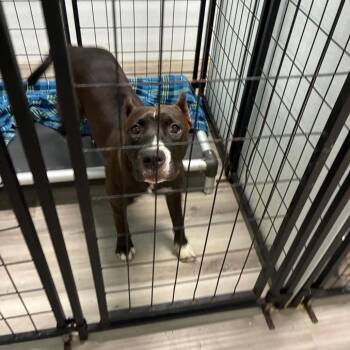 Beach -  Pit Bull Terrier Dog for Adoption in St. Louis, Missouri - Beach | PetCurious