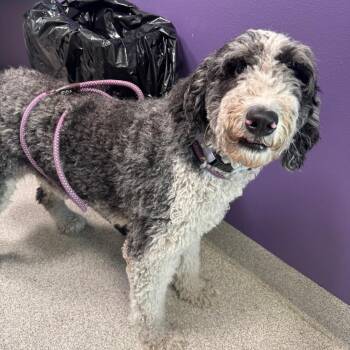 Ronnie -  Mixed Breed Dog for Adoption in Englewood, Florida - Ronnie | PetCurious