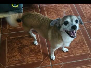 Abby 2 -  Chihuahua Dog for Adoption - Abby 2 | PetCurious