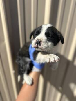 Shepherd Dogs Available for Adoption in Victorville, California - Ben | PetCurious