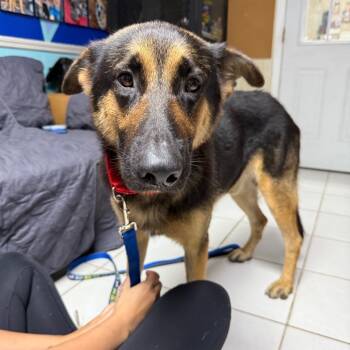 Rescue German Shepherd Dog Dogs for Adoption in Savannah, Georgia - Grove | PetCurious