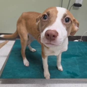 Owl -  Mixed Breed Dog Available for Adoption in Binghamton, New York - Owl | PetCurious