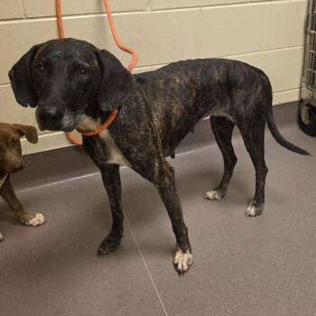 Bridget -  Hound Dog for Adoption in Norman, Oklahoma - Bridget | PetCurious