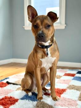 Clyde -  Mixed Breed Dog for Adoption in Pleasant Ridge, Michigan - Clyde | PetCurious