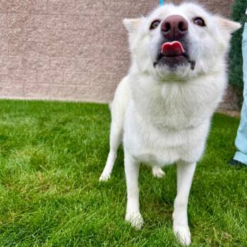 Everest -  Husky and Shepherd Dog for Adoption in Great Falls, Montana - Everest | PetCurious
