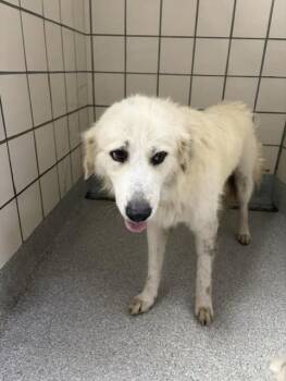 A186054 -  Great Pyrenees and Mixed Breed Dog for Adoption in Pasadena, Texas - A186054 | PetCurious