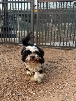 Rescue Shih Tzu and Mixed Breed Dogs for Adoption in Fort Worth, Texas - Harper | PetCurious