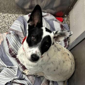 Rescue Mixed Breed Dogs for Adoption in Jackson, Michigan - Bandito | PetCurious