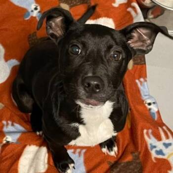 Labrador Retriever and Mixed Breed Dogs Available for Adoption - River | PetCurious