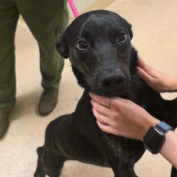 Brock -  Black Labrador Retriever and Mixed Breed Dog for Adoption in Bristol, Indiana - Brock | PetCurious
