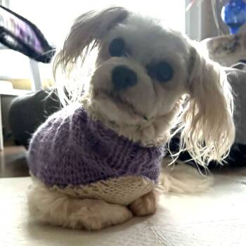 Maltese Dogs Available for Adoption in Calgary, Alberta - Herman | PetCurious
