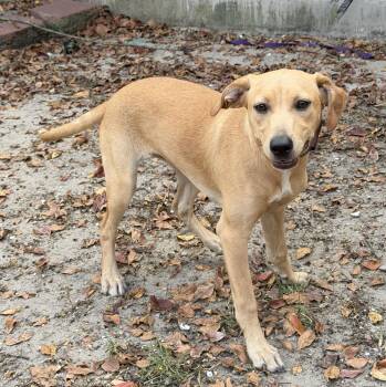 Lorraine -  Terrier and Labrador Retriever Dog for Adoption in Slidell, Louisiana - Lorraine | PetCurious