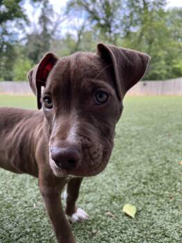 Rescue Pit Bull Terrier Dogs for Adoption in Indian Creek, Illinois - Campari | PetCurious