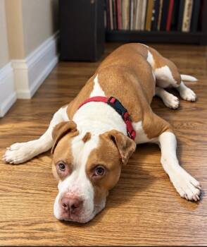 Kobe -  Pit Bull Terrier Dog for Adoption in Philadelphia, Pennsylvania - Kobe | PetCurious