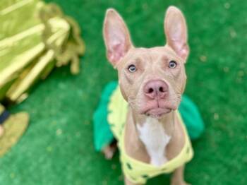 Pit Bull Terrier Dogs Available for Adoption - POMNI | PetCurious