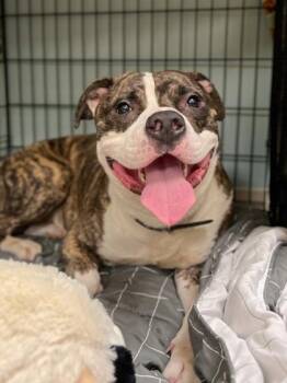 King -  Pit Bull Terrier and Mixed Breed Dog for Adoption in Fishers, Indiana - King | PetCurious