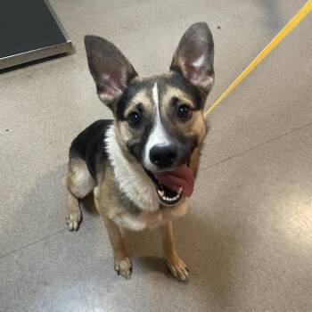 Scout -  German Shepherd Dog and Mixed Breed Dog for Adoption in Pasadena, California - Scout | PetCurious