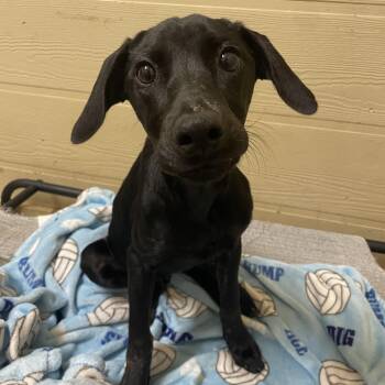 Black Labrador Retriever Dogs Available for Adoption in Ruston, Louisiana - Nicole | PetCurious