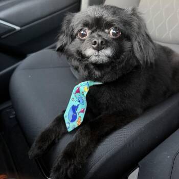 Juniper -  Shih Tzu and Pomeranian Dog for Adoption - Juniper | PetCurious
