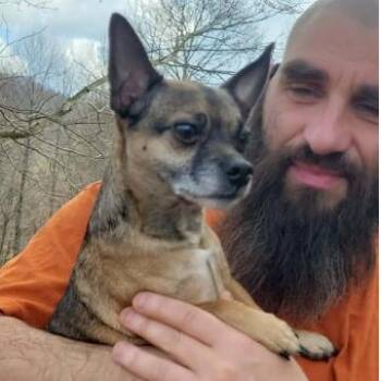 Chihuahua Dogs Available for Adoption - Buddy | PetCurious