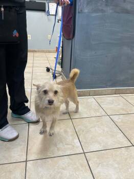 Scooter -  Mixed Breed Dog for Adoption in Pratt, Kansas - Scooter | PetCurious