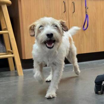 Scout -Stray-32472 -  Jack Russell Terrier Dog for Adoption in Idaho Falls, Idaho - Scout -Stray-32472 | PetCurious