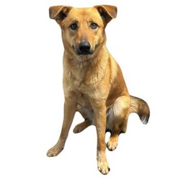 Shepherd Dogs Available for Adoption in Red Bluff, California - Otto | PetCurious