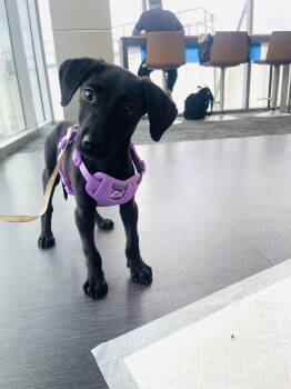 Darcy -  Black Labrador Retriever Dog for Adoption in Longmont, Colorado - Darcy | PetCurious