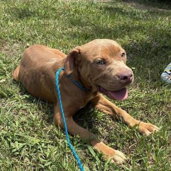 Ginger Snap -  Pit Bull Terrier Dog for Adoption in Greensboro, North Carolina - Ginger Snap | PetCurious